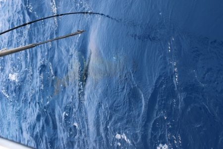 へいみつ丸 釣果