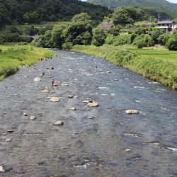 狩野川(狩野川漁業協同組合) 釣果