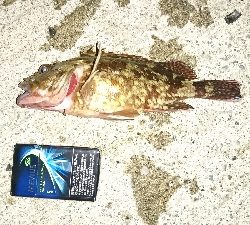 久しぶりの釣り