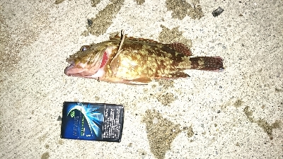 久しぶりの釣り