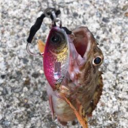 メタルジャッカーSJを携えホームグラウンド釣行　LUMICAスロージギング モニター投稿