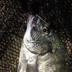 チニングを始めようと思っていた所に　nadarチニングモニター投稿