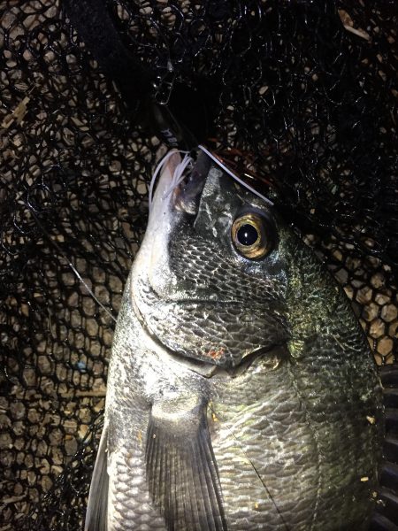 チニングを始めようと思っていた所に　nadarチニングモニター投稿