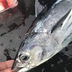 徳島 船カツオレポート【キャベツ氏連載 vol.1】