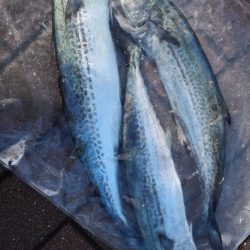 福岡県 ショアジギングにハマって1年【ジェミニ氏連載 vol.1】