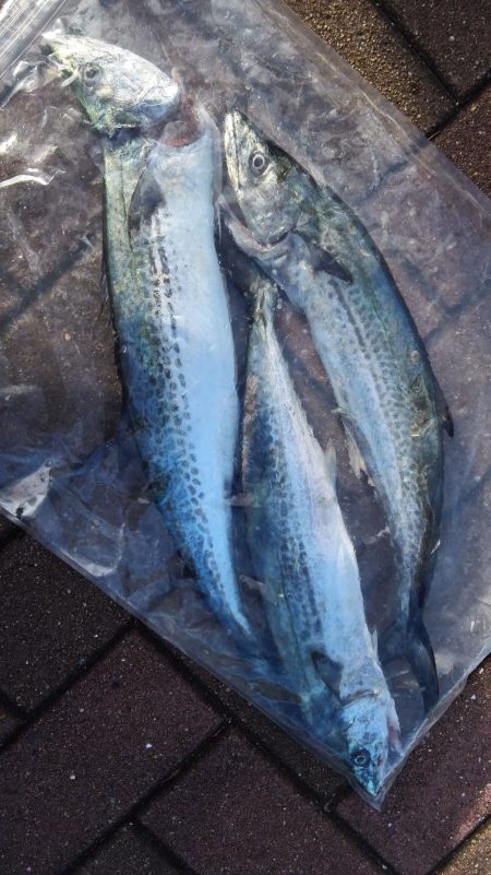 福岡県 ショアジギングにハマって1年【ジェミニ氏連載 vol.1】