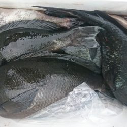 しば渡船 釣果