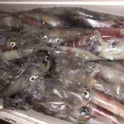 幸風（さちかぜ） 釣果