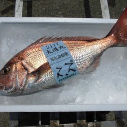 大進丸(新潟) 釣果