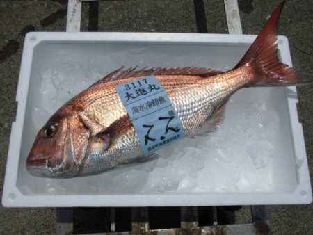 大進丸（新潟） 釣果