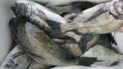 まこと渡船 釣果