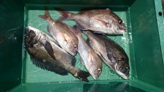 まこと渡船 釣果