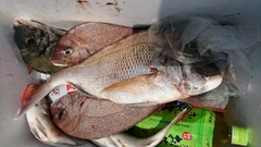 まこと渡船 釣果