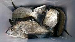 まこと渡船 釣果