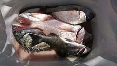 まこと渡船 釣果