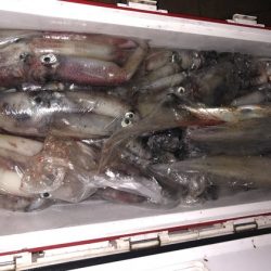 幸風（さちかぜ） 釣果