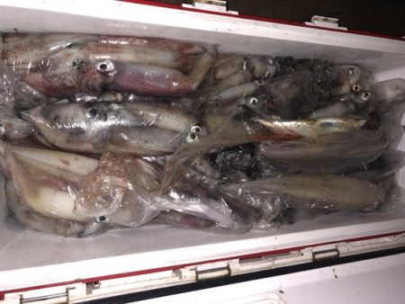 幸風（さちかぜ） 釣果