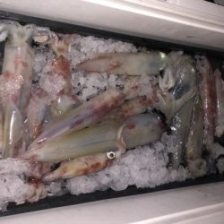 幸風（さちかぜ） 釣果