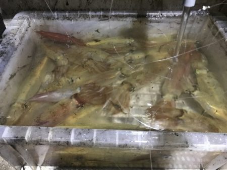 寿裕 （YOSHIHIRO） 釣果