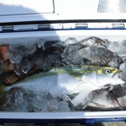 大進丸(新潟) 釣果