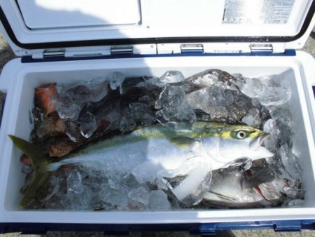 大進丸(新潟) 釣果