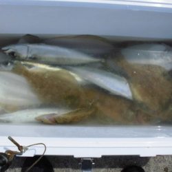 大進丸(新潟) 釣果