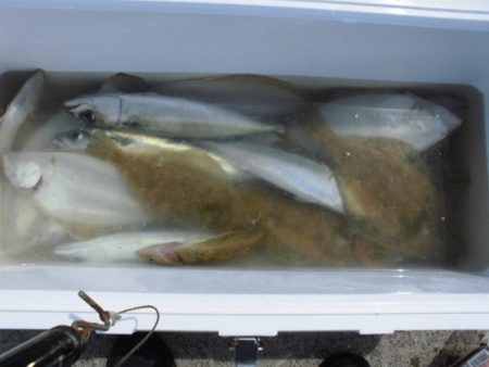 大進丸(新潟) 釣果