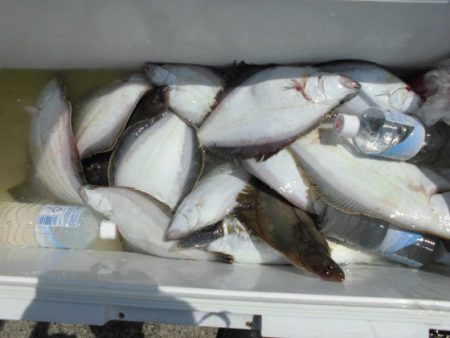 大進丸（新潟） 釣果