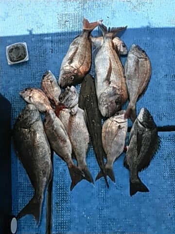 フィッシングガイド りょう 釣果