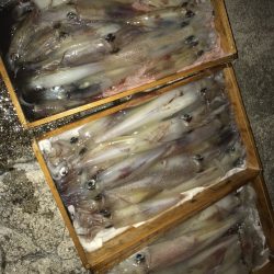 寿裕 （YOSHIHIRO） 釣果