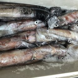 幸風（さちかぜ） 釣果