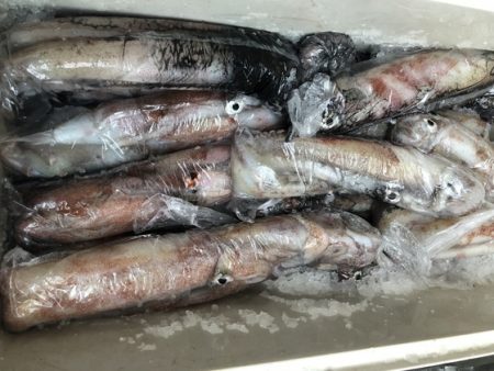 幸風（さちかぜ） 釣果