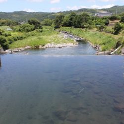 狩野川(狩野川漁業協同組合) 釣果