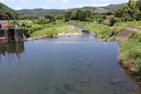 狩野川(狩野川漁業協同組合) 釣果