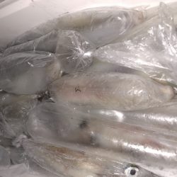 幸風（さちかぜ） 釣果