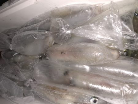 幸風（さちかぜ） 釣果