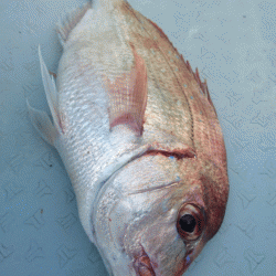 遊漁船ブルーウッズ 釣果