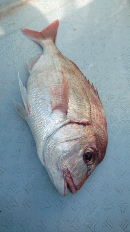 遊漁船ブルーウッズ 釣果