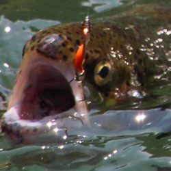 小菅トラウトガーデン 釣果