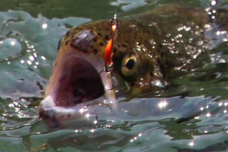 小菅トラウトガーデン 釣果