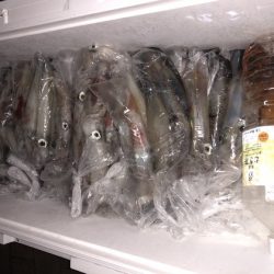 幸風（さちかぜ） 釣果