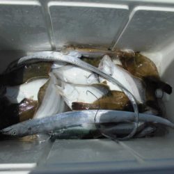 大進丸(新潟) 釣果