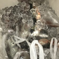 寿裕 （YOSHIHIRO） 釣果