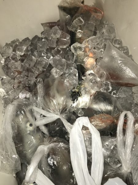 寿裕 （YOSHIHIRO） 釣果