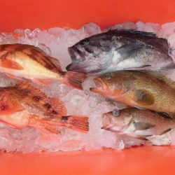 大進丸(新潟) 釣果