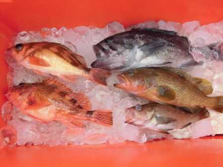 大進丸(新潟) 釣果