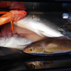 遊漁船 新鋭丸 釣果