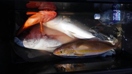 遊漁船 新鋭丸 釣果