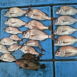 フィッシングガイド りょう 釣果