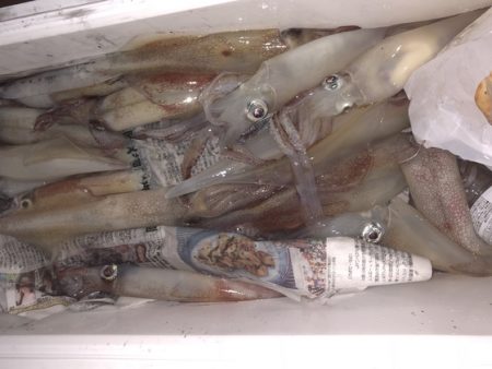 幸風（さちかぜ） 釣果